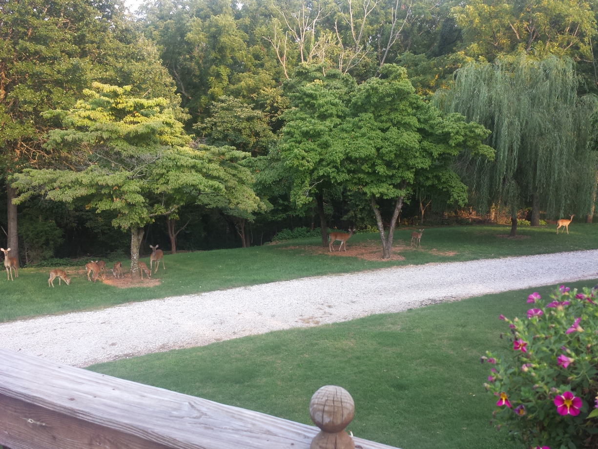 DeerInYard082013.jpg